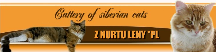 Cattery of siberian cats Z NURTU LENY *PL